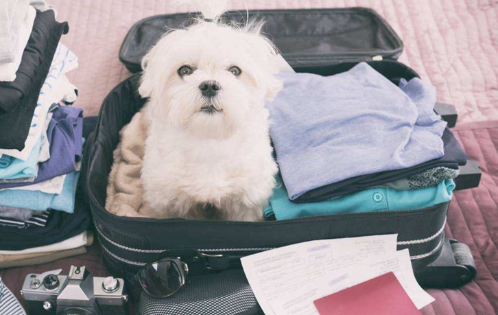 北京機(jī)場(chǎng)寵物進(jìn)口報(bào)關(guān)流程