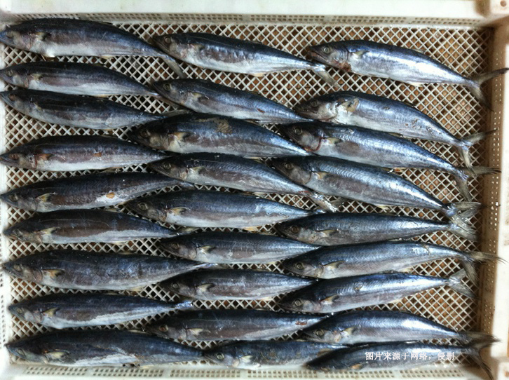 緬甸冷凍馬鮫魚進(jìn)口報(bào)關(guān)