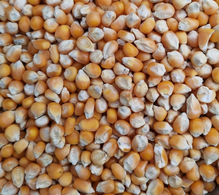 南非干玉米飼料進(jìn)口報(bào)關(guān)