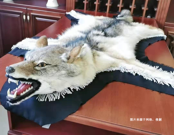 進口狼野生動物標本報關資料