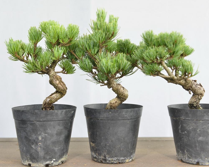 進口日本盆栽植物報關流程