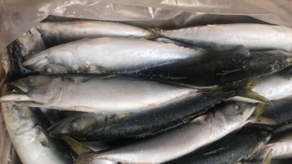 冷凍魚進(jìn)口報關(guān)流程_進(jìn)口冷凍魚到國內(nèi)報關(guān)的注意事項(xiàng)