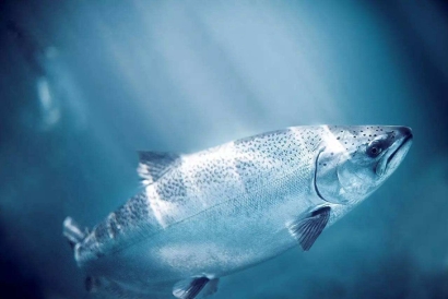 加拿大三文魚進口報關資料這10樣-19年冷凍品報關行