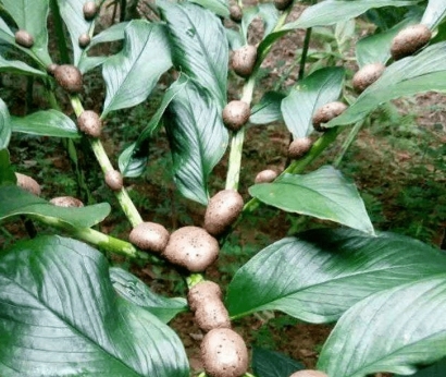 比利時魔芋進(jìn)口報(bào)關(guān)流程_進(jìn)口鮮冷藏蔬菜報(bào)關(guān)注意事項(xiàng)