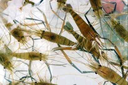 深圳空運進口印尼海鮮報關的費用，重點來啦!