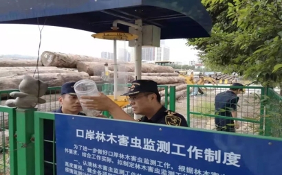 原木木材進(jìn)口報關(guān)代理操作流程以及報關(guān)時間