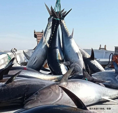 美國金槍魚進(jìn)口報(bào)關(guān)費(fèi)用_省50%冷凍魚清關(guān)費(fèi)用