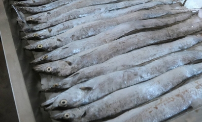 印度進(jìn)口凍帶魚報關(guān)的具體流程手續(xù)