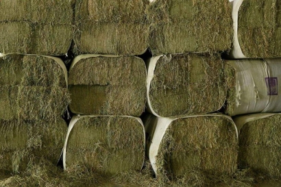 苜蓿草進口清關(guān)流程_苜蓿草報關(guān)審批單證資料