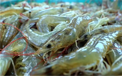 越南水產品進口報關一站式代理服務