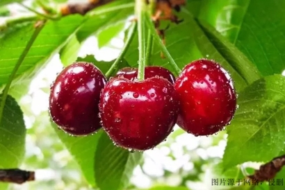 上海機(jī)場(chǎng)櫻桃怎么進(jìn)口報(bào)關(guān)清關(guān)?澳洲櫻桃報(bào)關(guān)流程