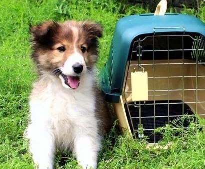 北京機場寵物進口報關(guān)資料_回國寵物訂艙空運費用