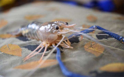 泰國冰鮮蝦進口報關|進口海鮮蝦商檢查什么?