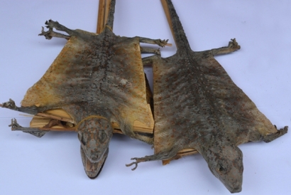 泰國蛤蚧代理進口清關(guān)你了解這些流程了嗎