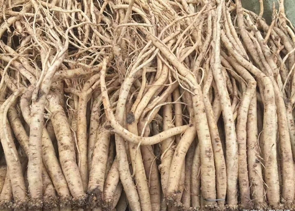 馬來西亞藥材進口報關的流程手續很復雜么 馬來西亞藥材進口報關.jpg