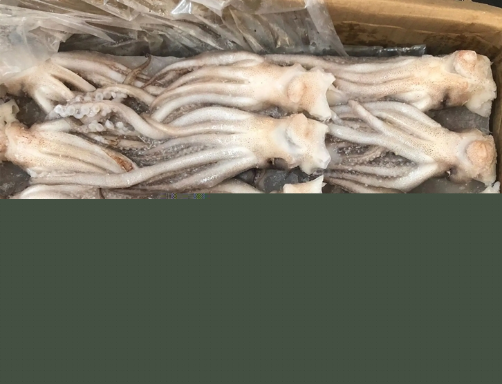 1651143653237839.jpg 冷凍魷魚進(jìn)口報關(guān)_副本.jpg