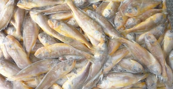 【進口水產(chǎn)品清關(guān)代理公司】告訴你水產(chǎn)品進口流程 進口水產(chǎn)品清關(guān)代理公司