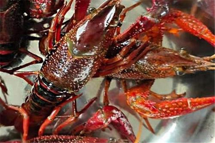 1656495374332825.jpg 鮮活龍蝦空運(yùn)報(bào)關(guān).jpg