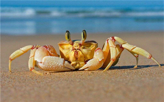 1583283330102826.jpg 進(jìn)口鮮活螃蟹報(bào)關(guān)清關(guān)