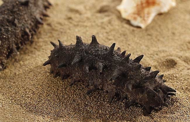 1635849381457769.jpg 進(jìn)口海參報關(guān)代理要注意哪些事項(xiàng)_副本.jpg